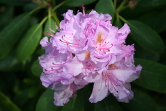 Killikus&reg; Fotographie